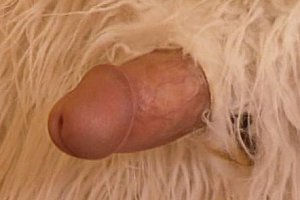 欧美大黑屌孕妇双插激情在线